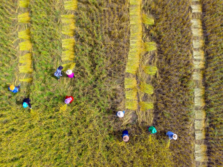 Eerlijk eten - Picture of Asian farmer using sickle to harvest in farmland.