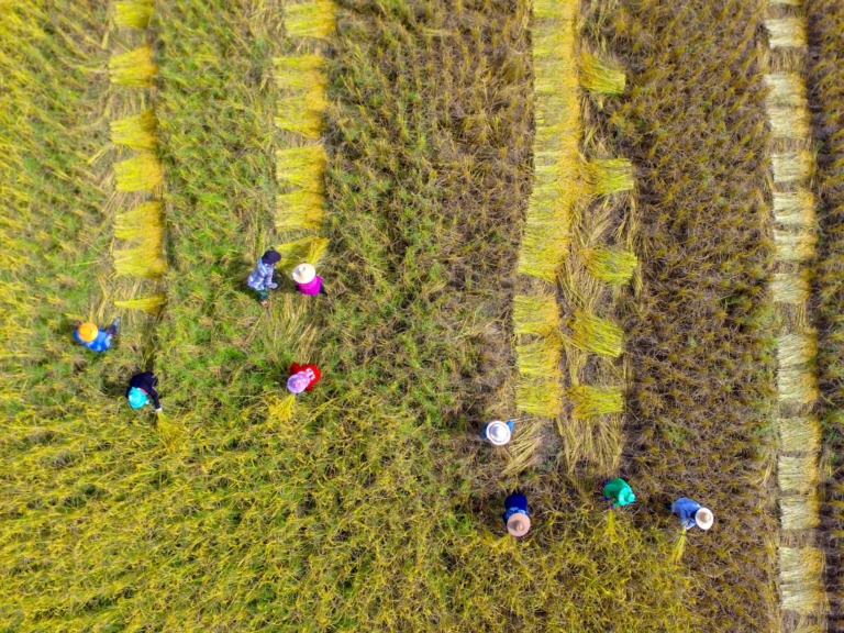 Picture of Asian farmer using sickle to harvest in farmland.